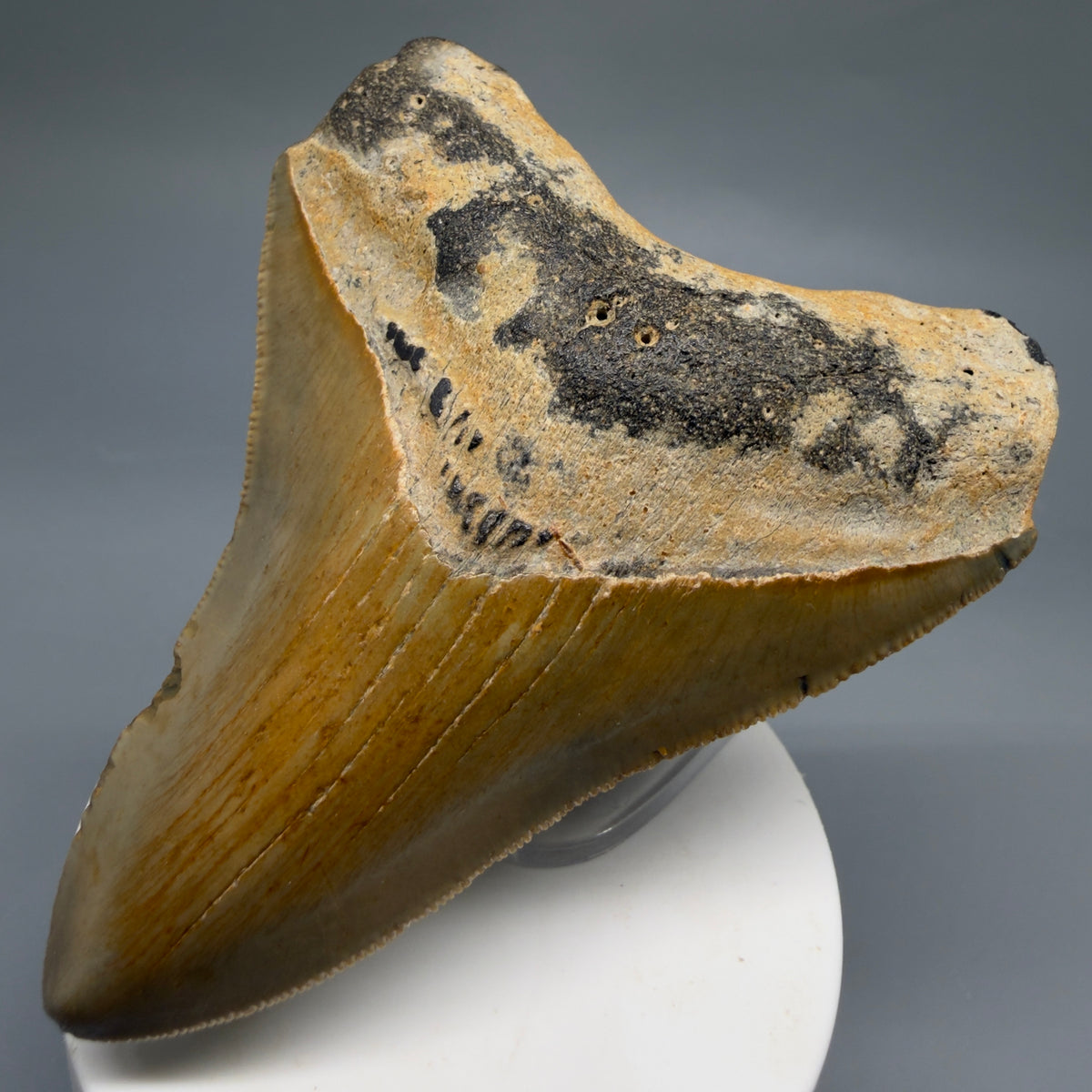 Front right View Colorful 3.71" Fossil Megalodon Tooth from North Carolina - megalodonteeth.com CM6771