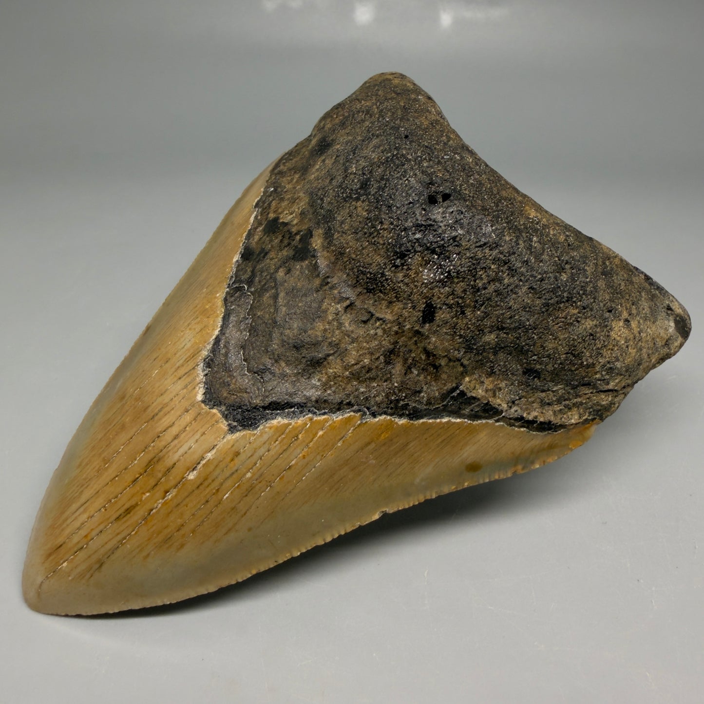 Front right View Colorful 4.63" Authentic Megalodon Tooth – North Carolina Fossil | Carcharocles megalodon CM6517