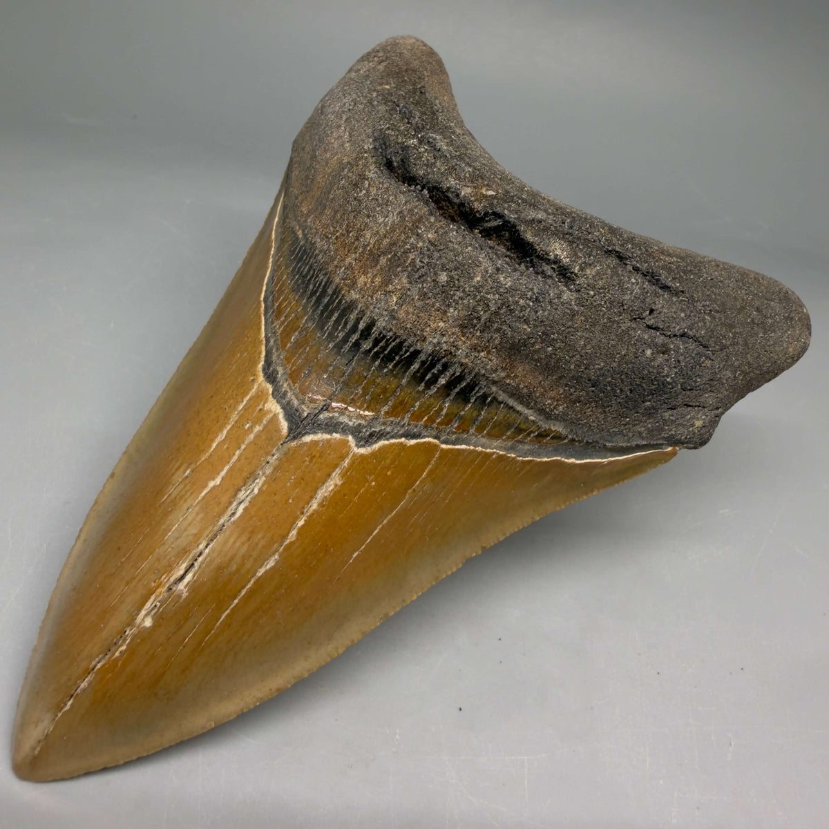 Front right View Colorful Lower 4.67" Authentic Megalodon Tooth – North Carolina Fossil | Carcharocles megalodon megalodonteeth.com CM6658