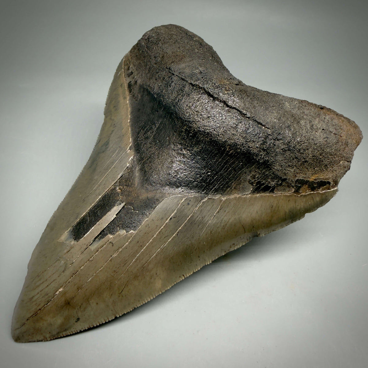 Front right View Colorful, sharply serrated 5.35" Fossil Megalodon Tooth from Georgia, USA megalodonteeth.com CM6708