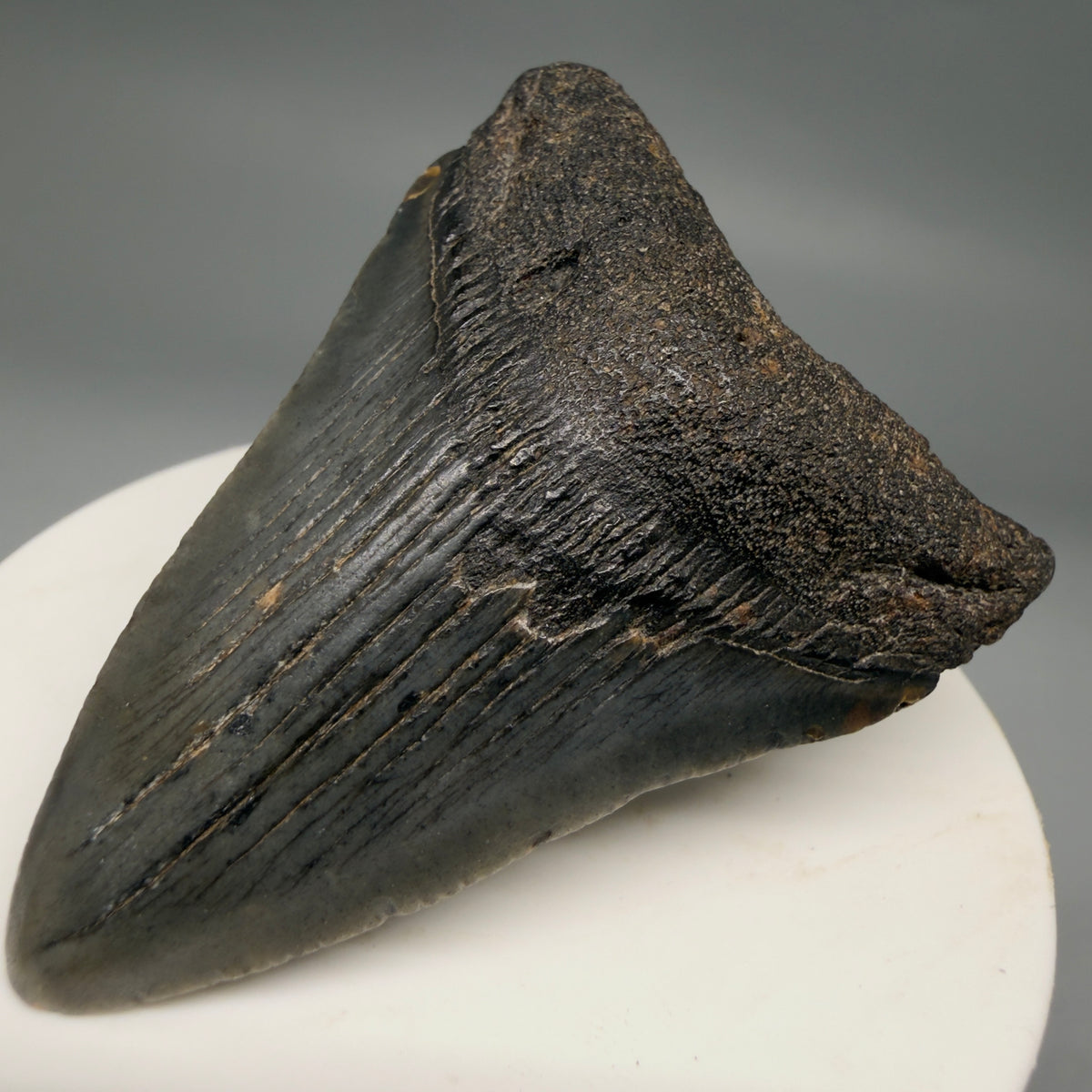 Front right View Dark colors 2.37" Fossil Megalodon Tooth – South Carolina River Find | Authentic megalodonteeth.com CM6690