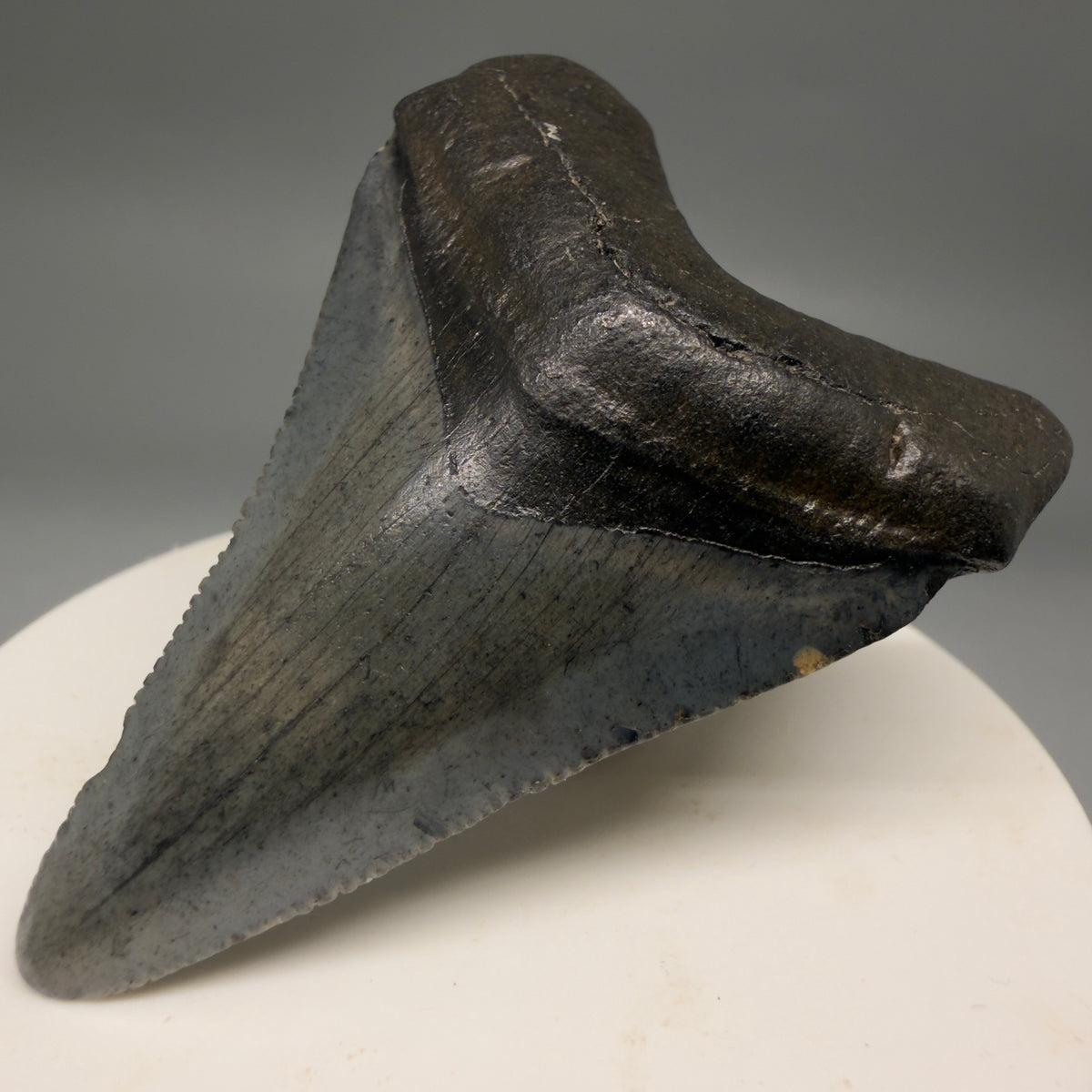 Front right View Heart-shaped, dark colored 2.40" Fossil Megalodon Tooth – South Carolina River Find | Authentic megalodonteeth.com CM6694