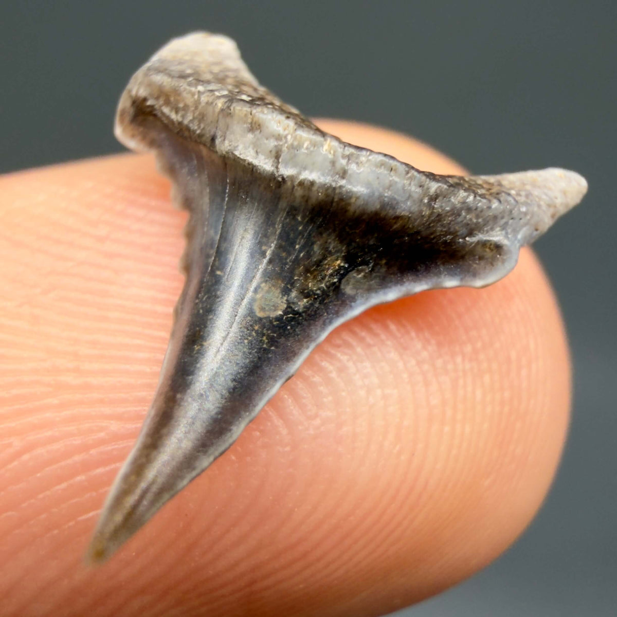 Front right View Rare Baby lower 0.60" Juvenile Fossil Great White Shark Tooth from Peru GW1394