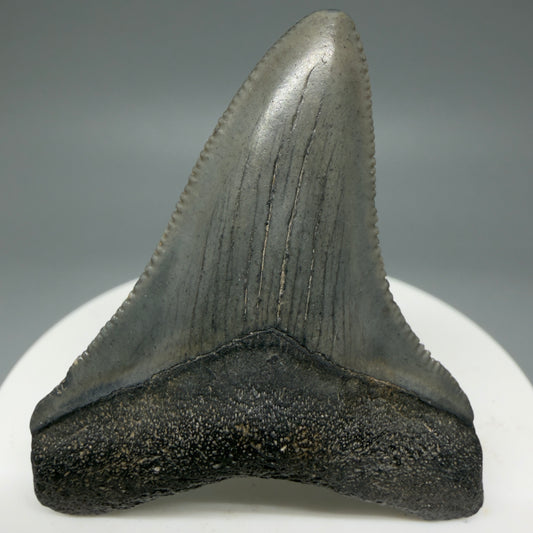 Front view 2.18" Colorful Fossil Megalodon Tooth – South Carolina River Find | Authentic Megalodon Tooth CM5863