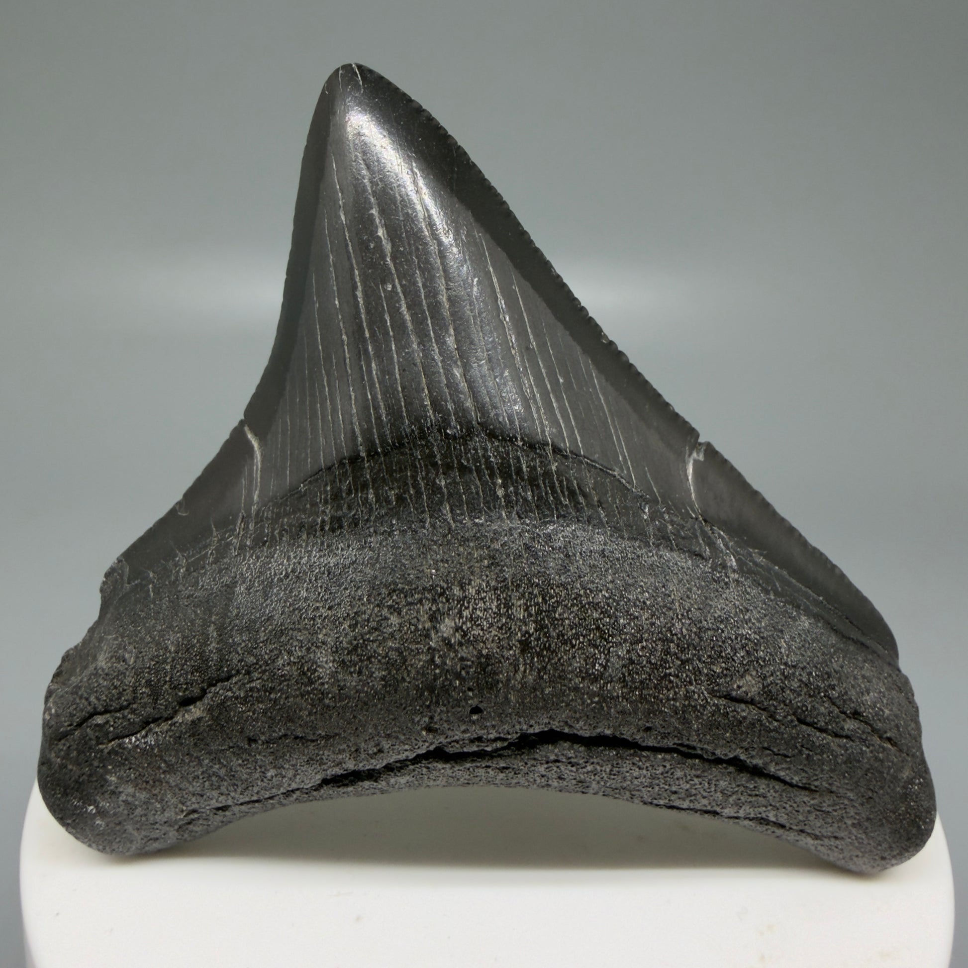 Front view 2.65" Dark colors Lateral Fossil Megalodon Tooth – South Carolina River Find | Authentic CM6036