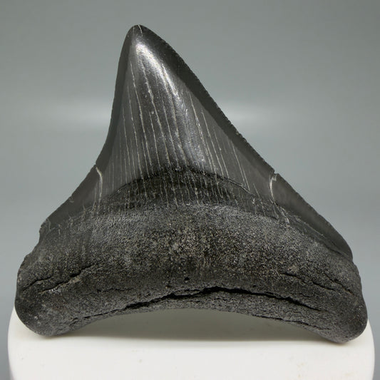 Front view 2.65" Dark colors Lateral Fossil Megalodon Tooth – South Carolina River Find | Authentic CM6036