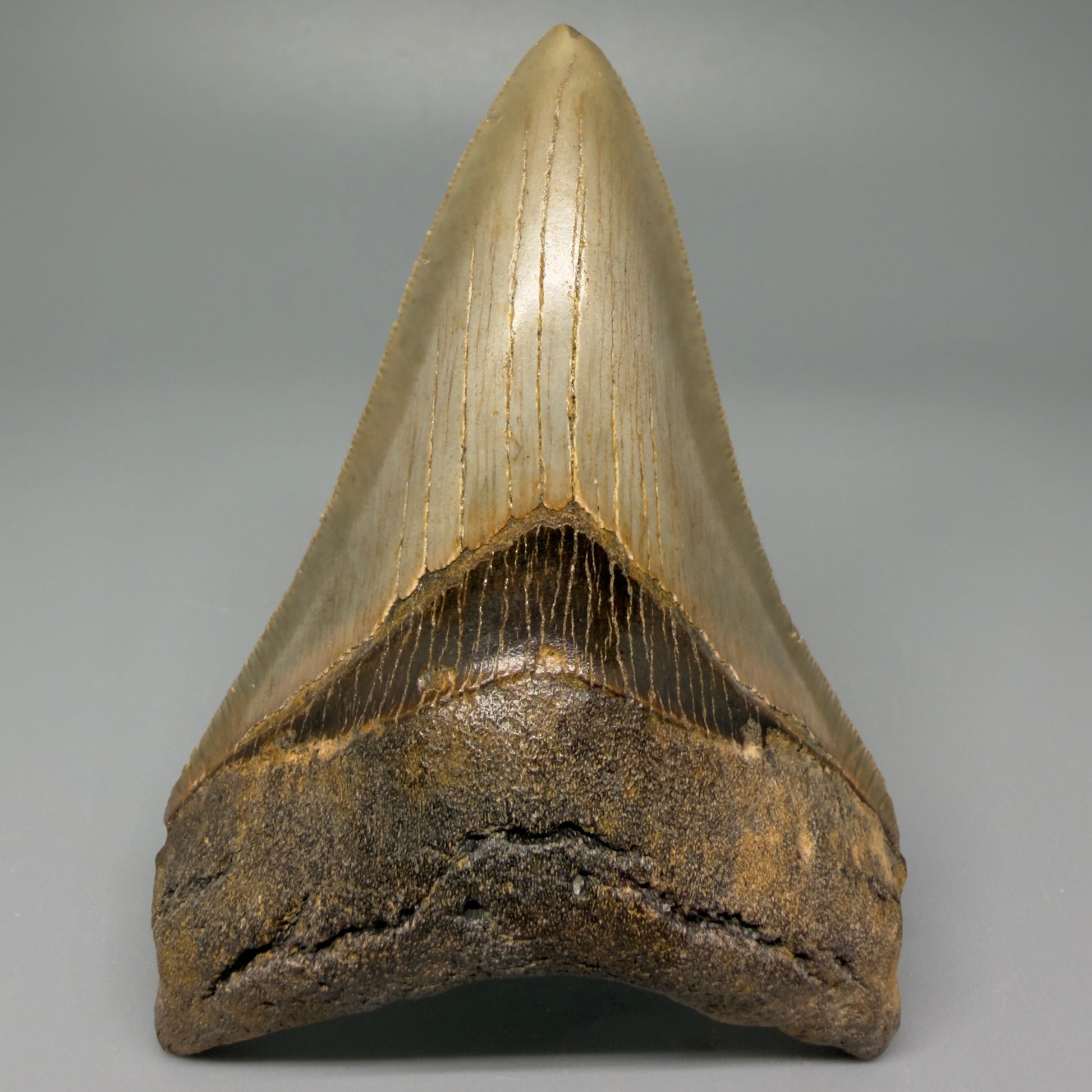 Front view 4.06" Authentic Lower Megalodon Tooth – North Carolina Fossil | Carcharocles megalodon CM5417 