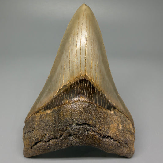 Front view 4.06" Authentic Lower Megalodon Tooth – North Carolina Fossil | Carcharocles megalodon CM5417 