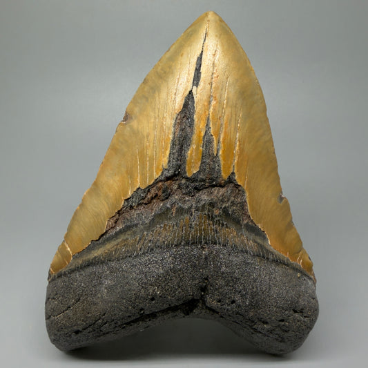 Front view 6.28" Authentic Megalodon Tooth – Extra Large Fossil from North Carolina CM5399