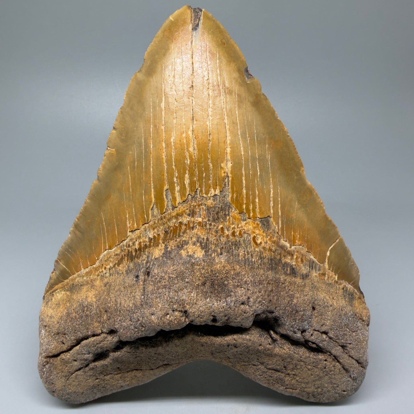 Front view 6.28" Authentic Megalodon Tooth – Extra Large and wide Fossil from North Carolina CM5400 