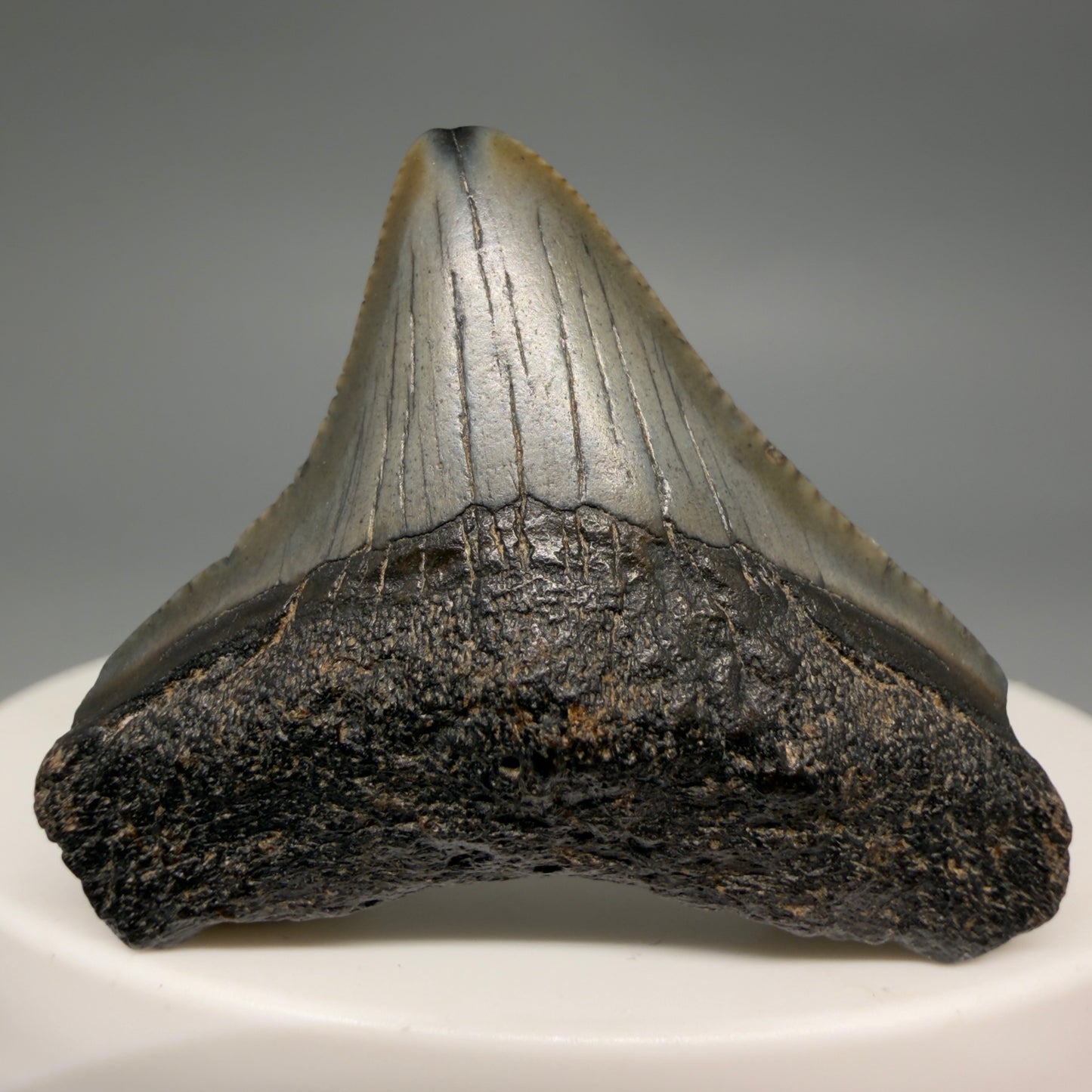Front view Affordable 1.44" Colorful Fossil Megalodon Tooth – South Carolina River Find | Authentic megalodonteeth.com CM6535