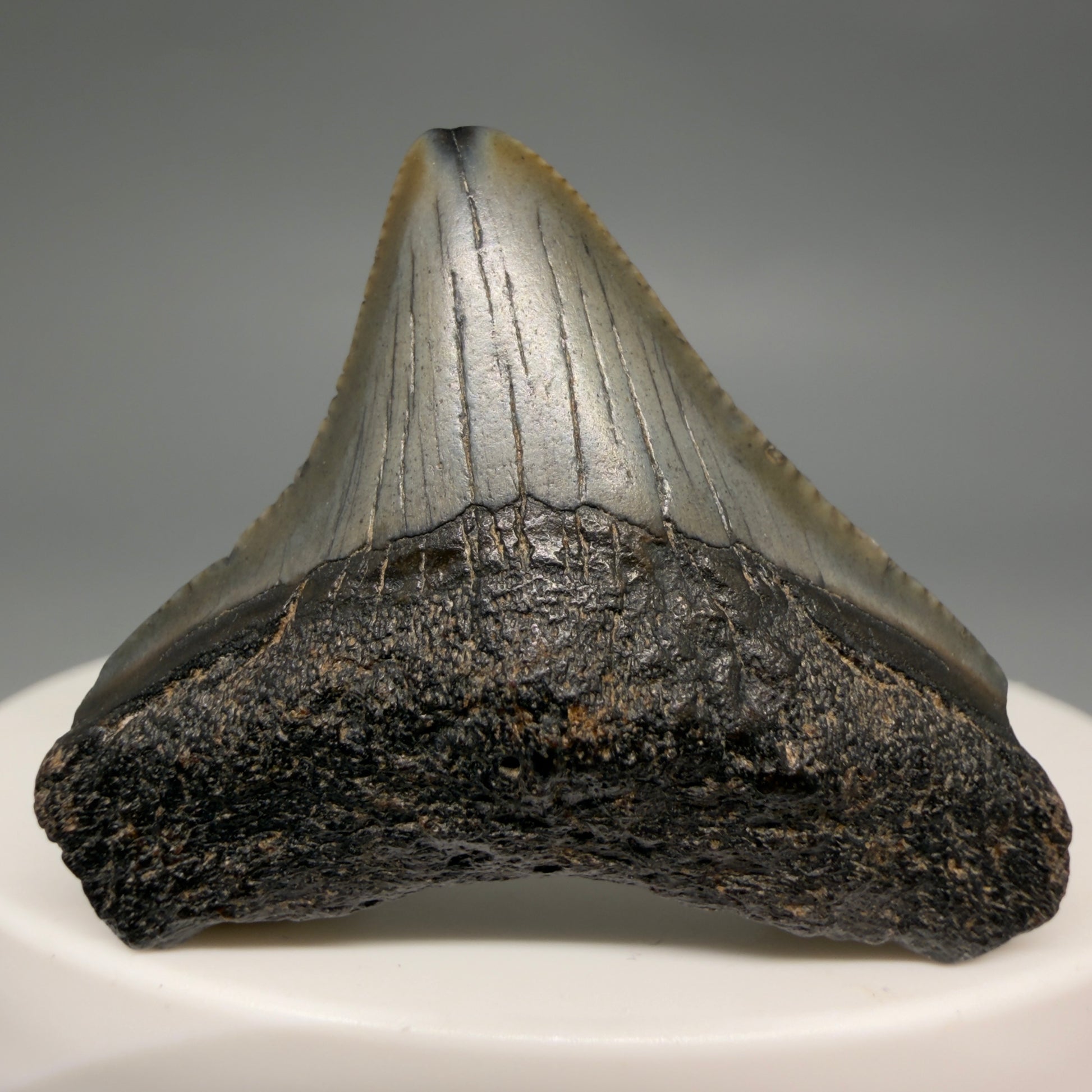 Front view Affordable 1.44" Colorful Fossil Megalodon Tooth – South Carolina River Find | Authentic megalodonteeth.com CM6535