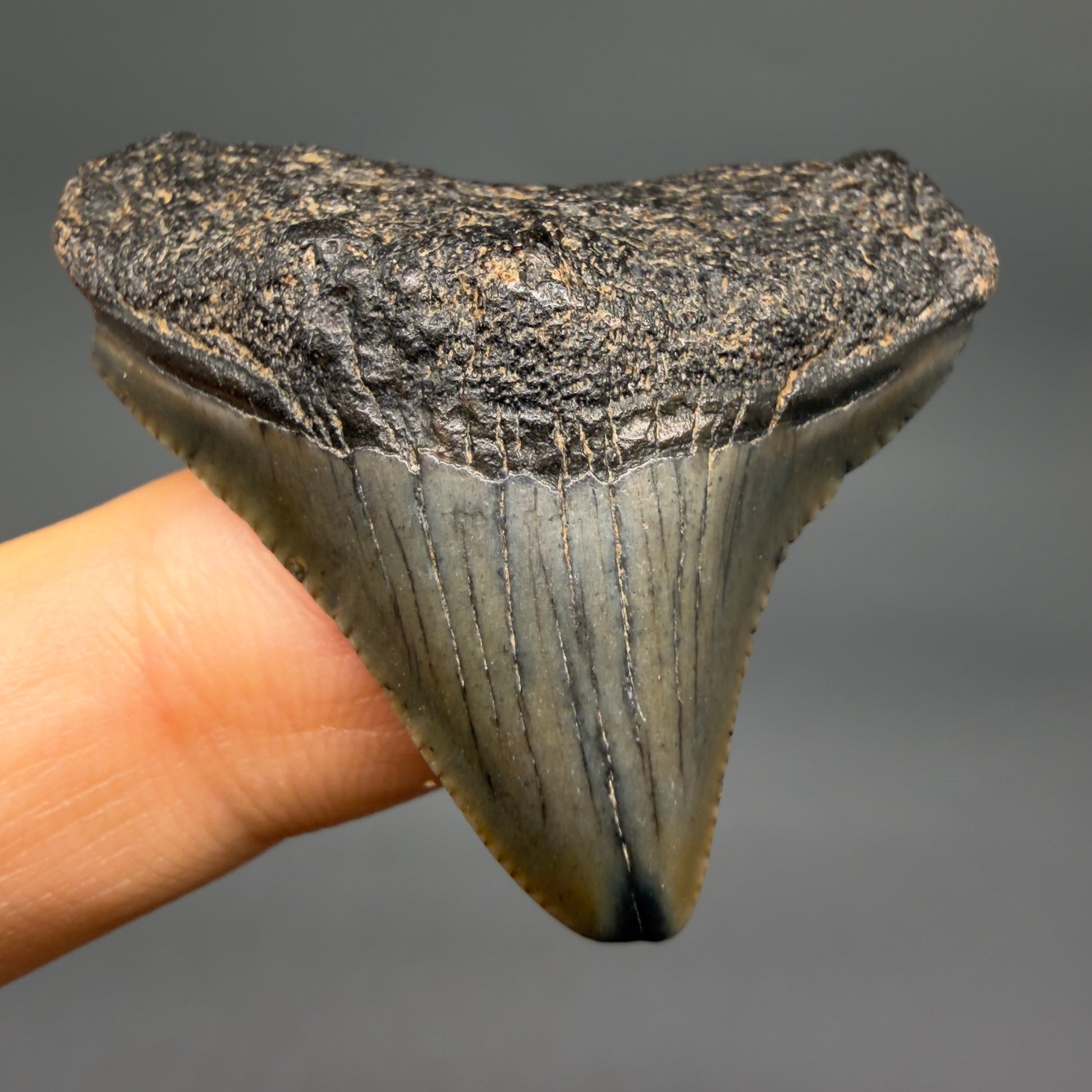 Front view Affordable 1.44" Colorful Fossil Megalodon Tooth – South Carolina River Find | Authentic megalodonteeth.com CM6535 - 1