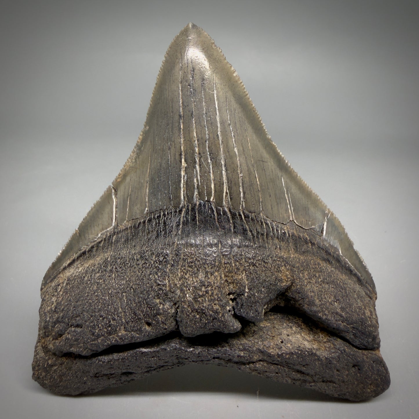 Front view Colorful lateral, sharply serrated 3.86" Fossil Megalodon Tooth from South Carolina megalodonteeth.com CM6572