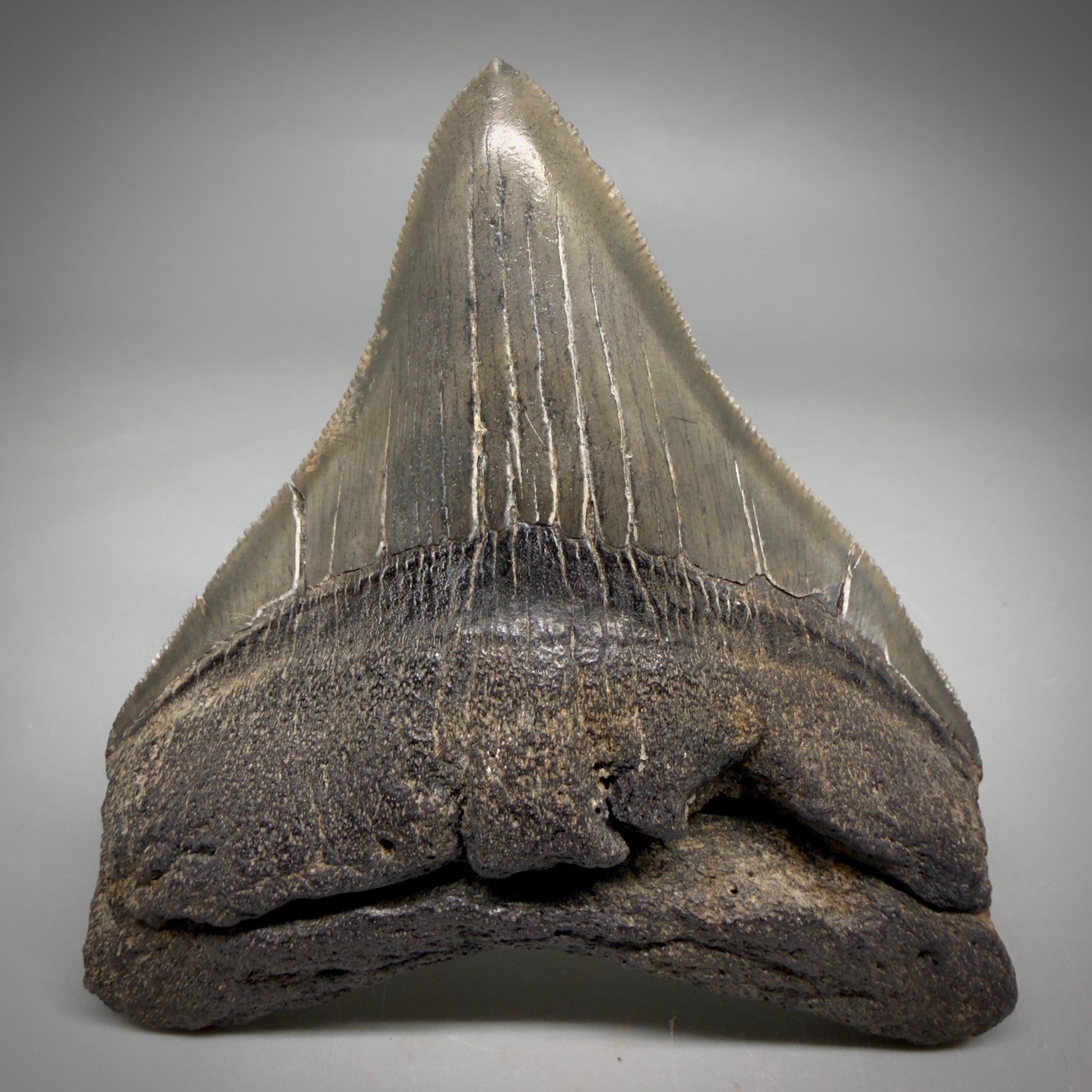 Front view Colorful lateral, sharply serrated 3.86" Fossil Megalodon Tooth from South Carolina megalodonteeth.com CM6572