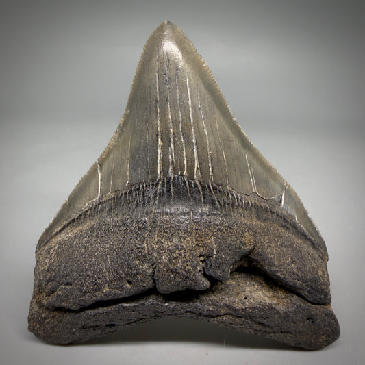 Front view Colorful lateral, sharply serrated 3.86" Fossil Megalodon Tooth from South Carolina megalodonteeth.com CM6572
