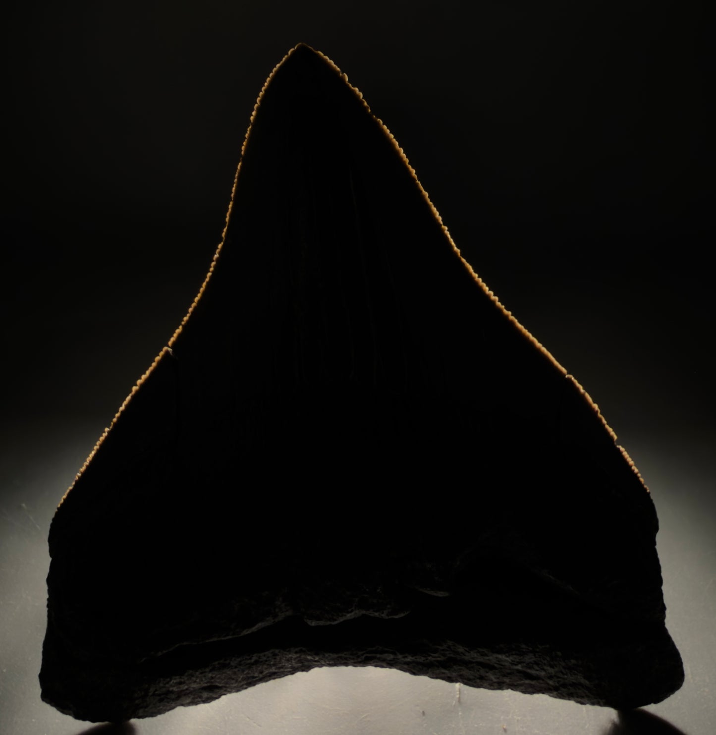 Front view Colorful lateral, sharply serrated 3.86" Fossil Megalodon Tooth from South Carolina megalodonteeth.com CM6572 - 1
