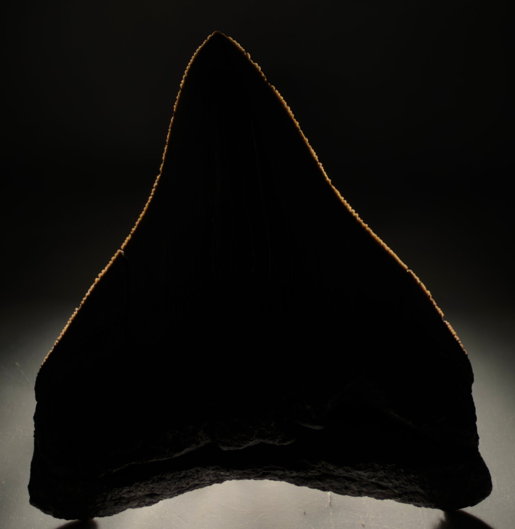 Front view Colorful lateral, sharply serrated 3.86" Fossil Megalodon Tooth from South Carolina megalodonteeth.com CM6572 - 1