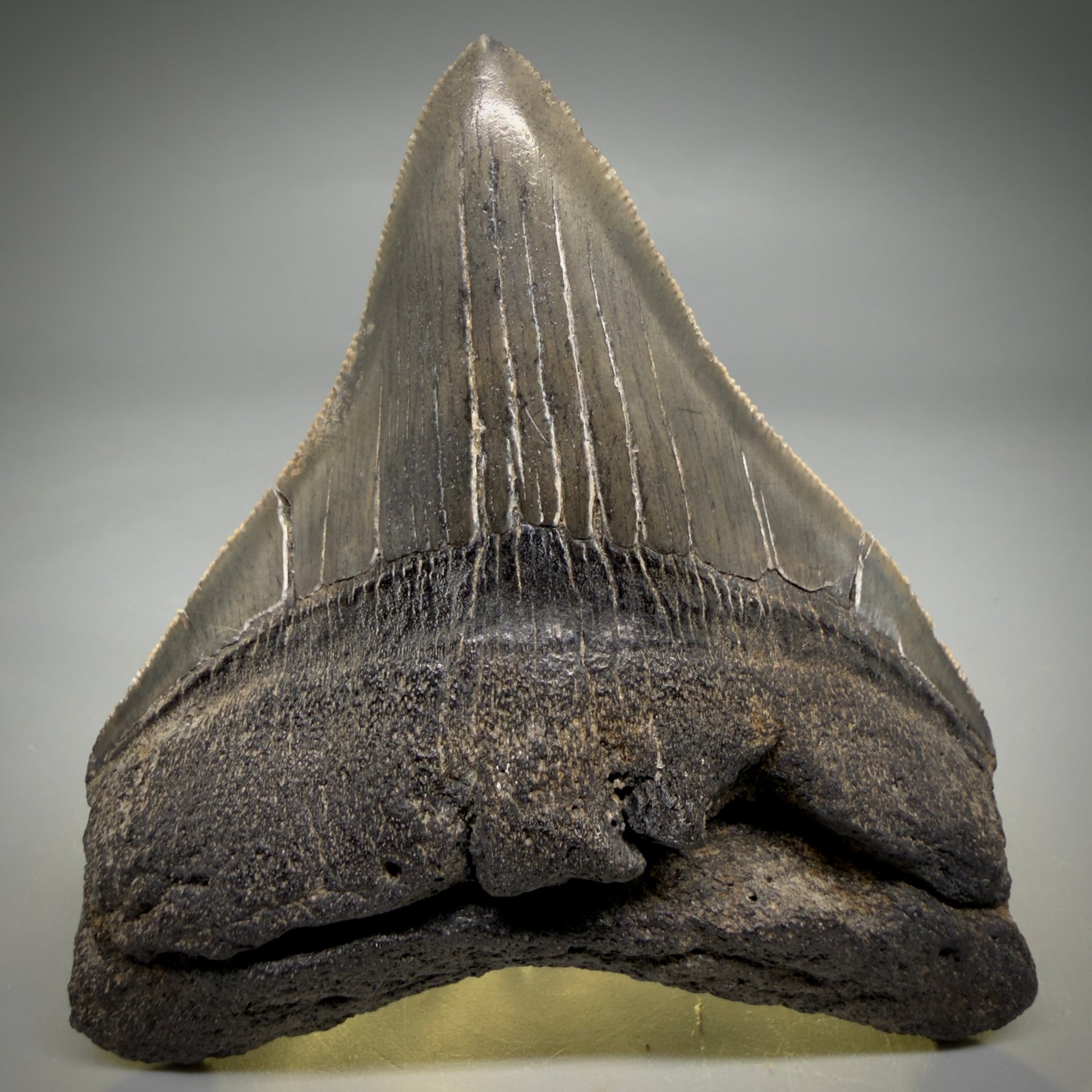 Front view Colorful lateral, sharply serrated 3.86" Fossil Megalodon Tooth from South Carolina megalodonteeth.com CM6572 - 2