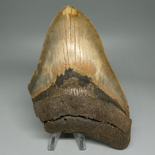 Front view LARGE, affordable 5.95" Fossil Megalodon Tooth - Wilmington North Carolina CM6007