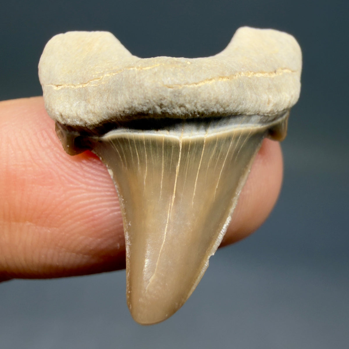 Front view Rare 1.08" Fossil Parotodus mangyshlakensis Fossil Tooth from Kazakhstan megalodonteeth.com R656 - 1