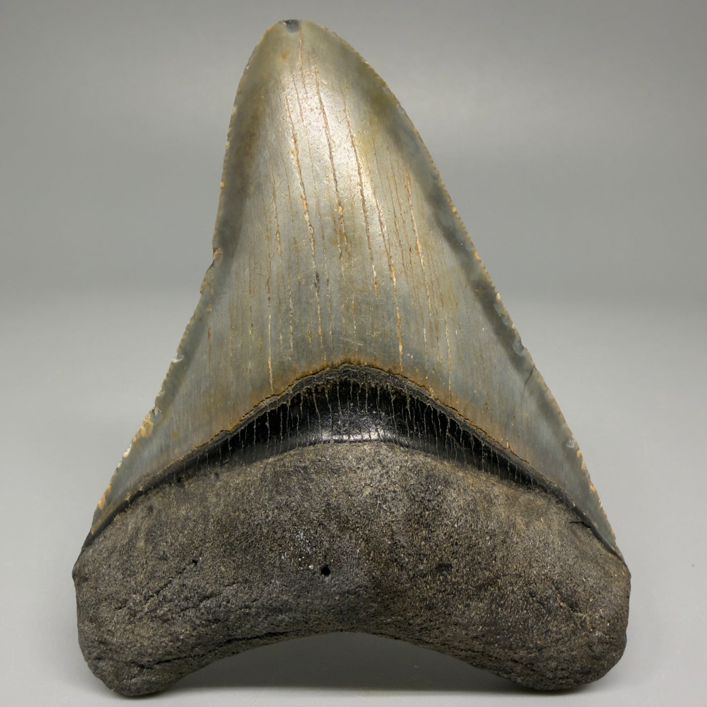 Front view of 3.33-inch authentic Megalodon tooth fossil from North Carolina, showing natural enamel and root detail CM5394 