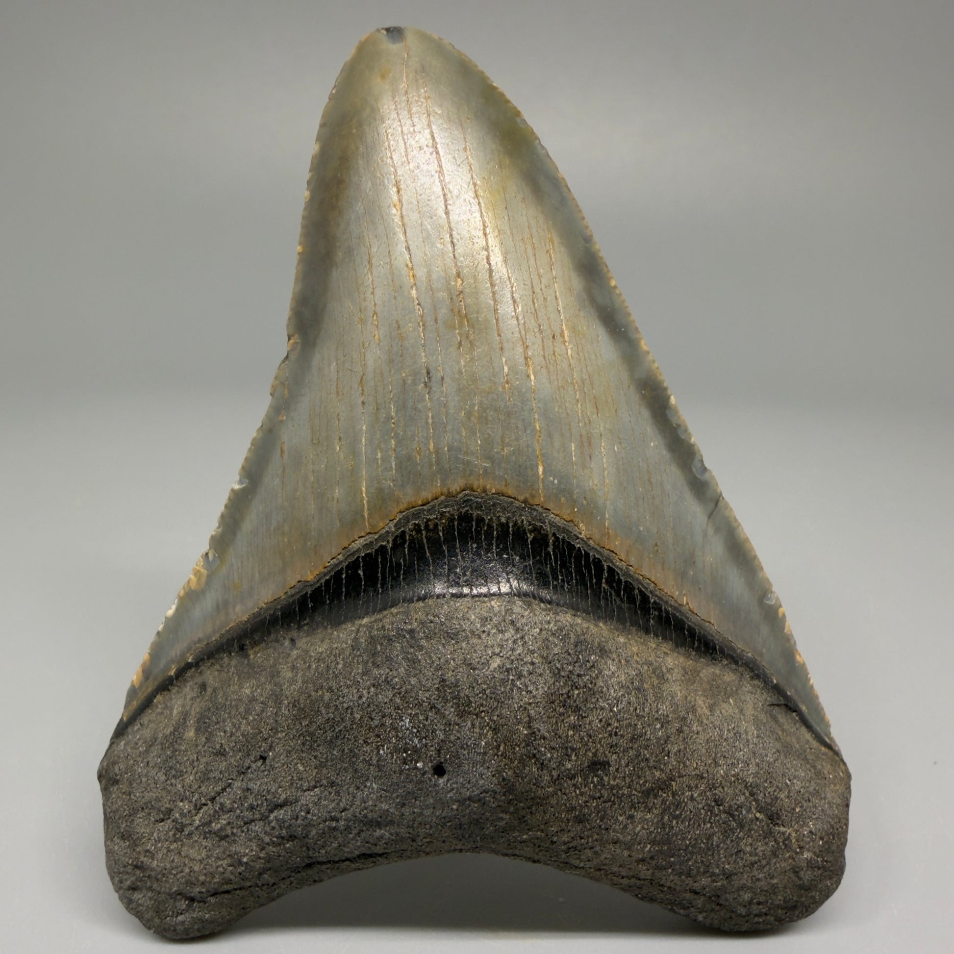 Front view of 3.33-inch authentic Megalodon tooth fossil from North Carolina, showing natural enamel and root detail CM5394 