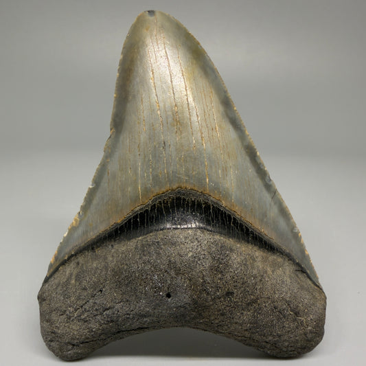 Front view of 3.33-inch authentic Megalodon tooth fossil from North Carolina, showing natural enamel and root detail CM5394 