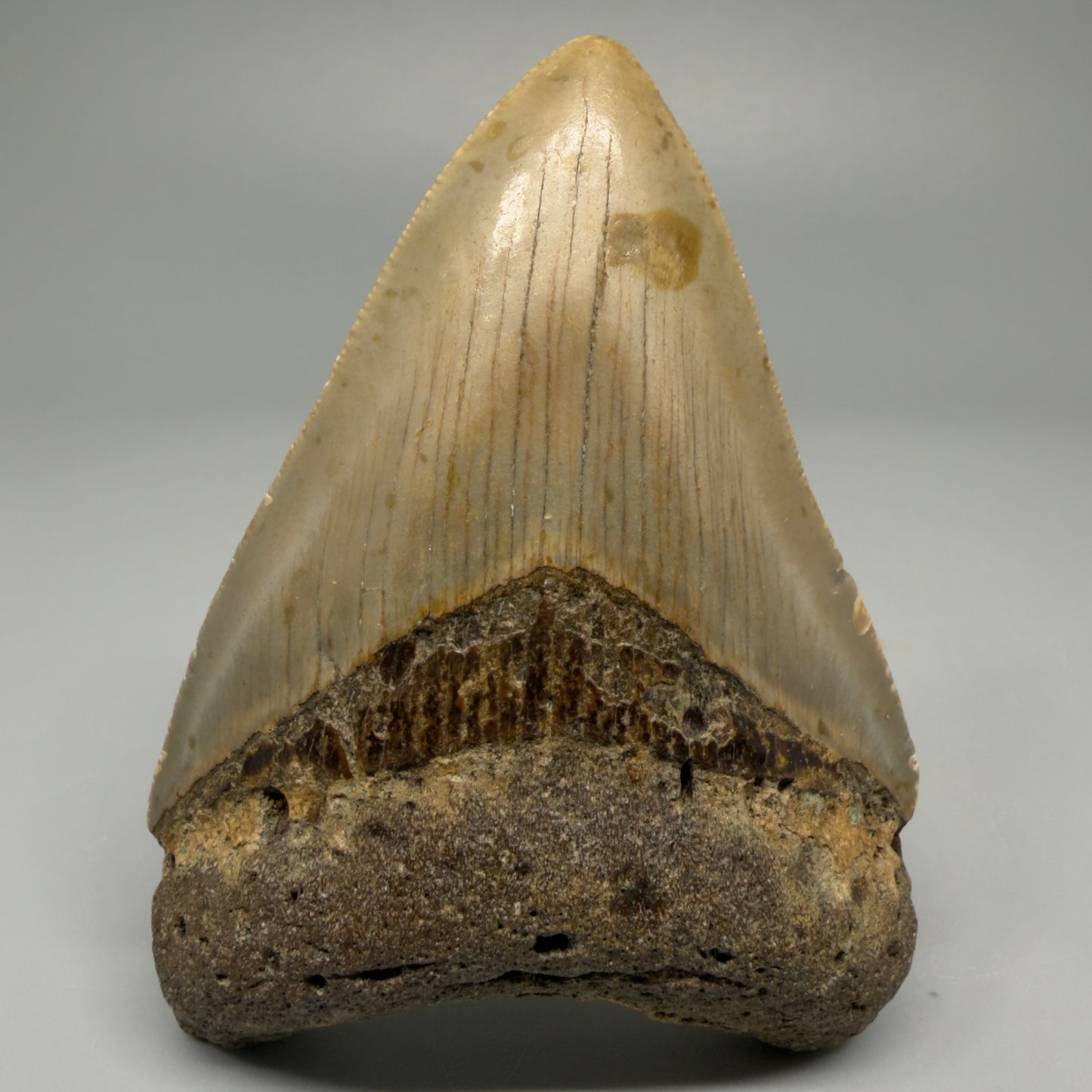Front view of 3.43-inch authentic Megalodon tooth fossil from North Carolina, showing natural enamel and root detail