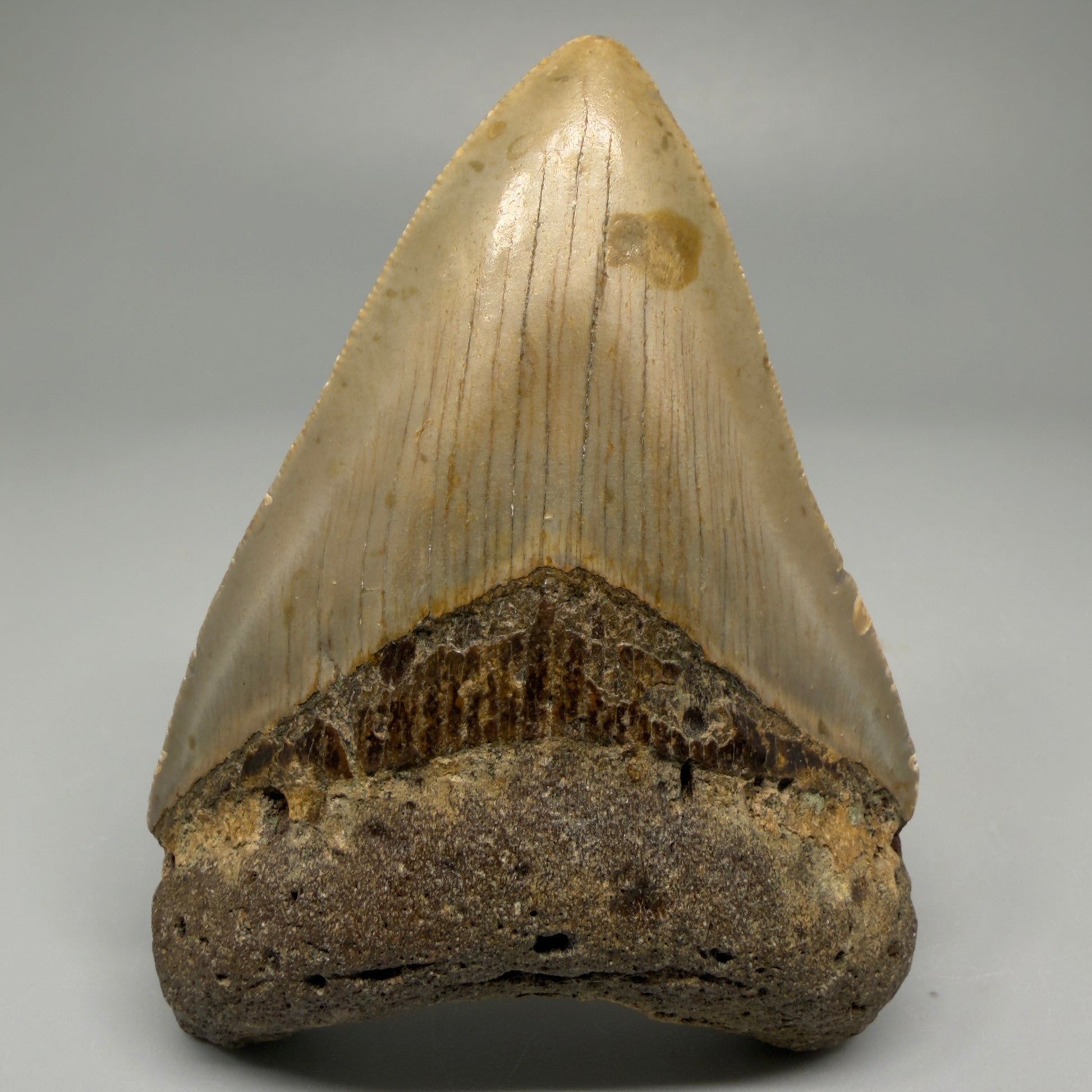 Front view of 3.43-inch authentic Megalodon tooth fossil from North Carolina, showing natural enamel and root detail