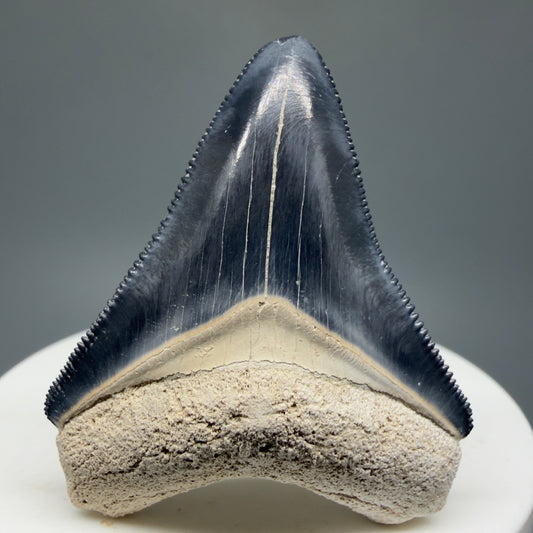 Gorgeous Colors 1.81" Fossil Megalodon Shark Tooth - Bone Valley, Florida CM5331 - Front