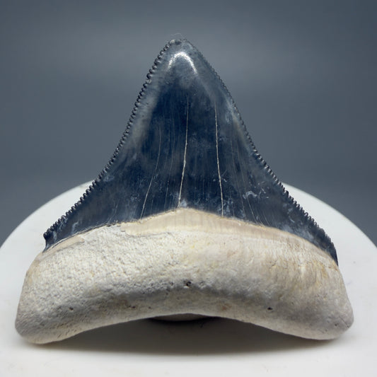 Gorgeous Colors 1.85" Fossil Megalodon Shark Tooth - Bone Valley, Florida CM5342 - Front