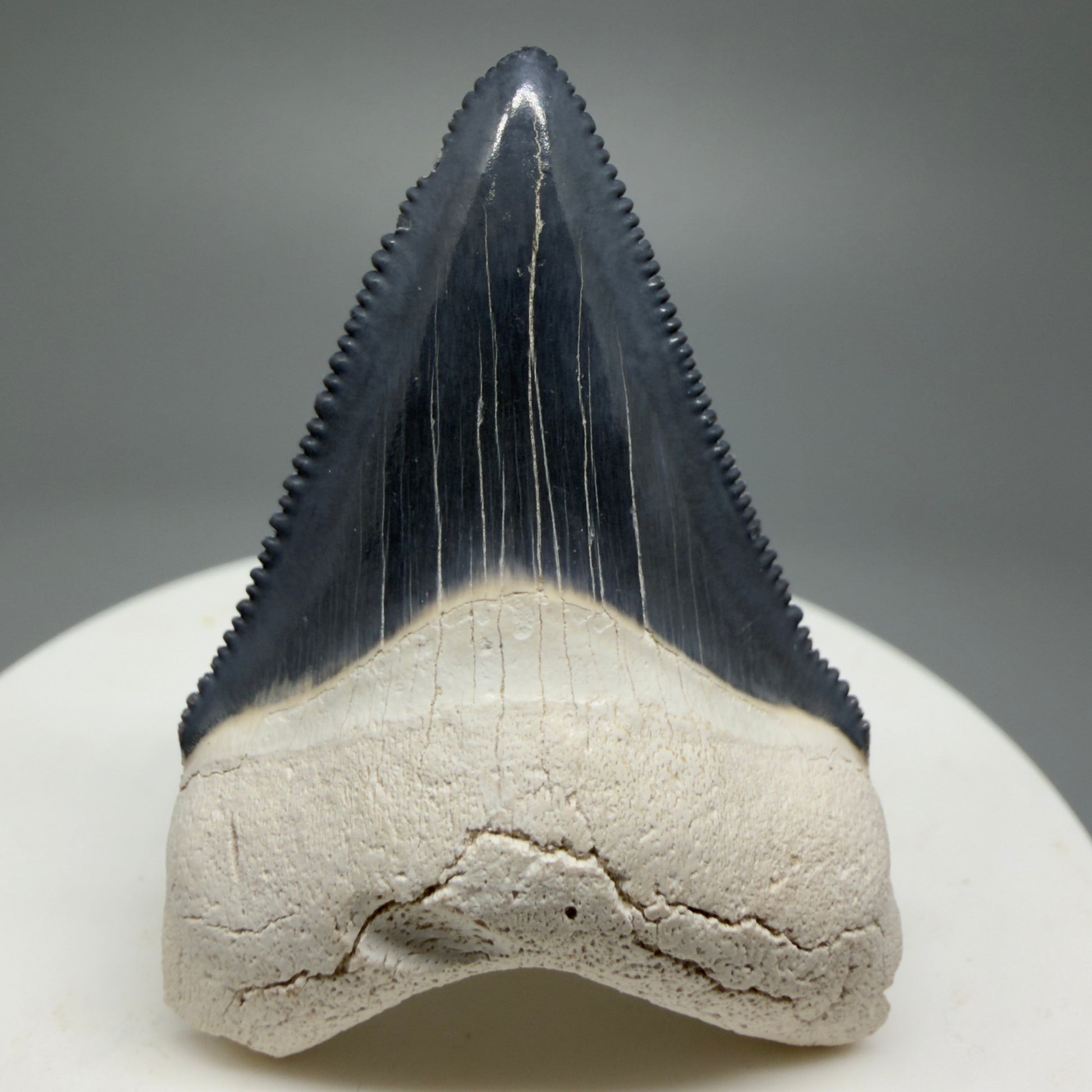 Gorgeous Colors 1.86" Fossil Megalodon Shark Tooth - Bone Valley, Florida CM5341 - Front