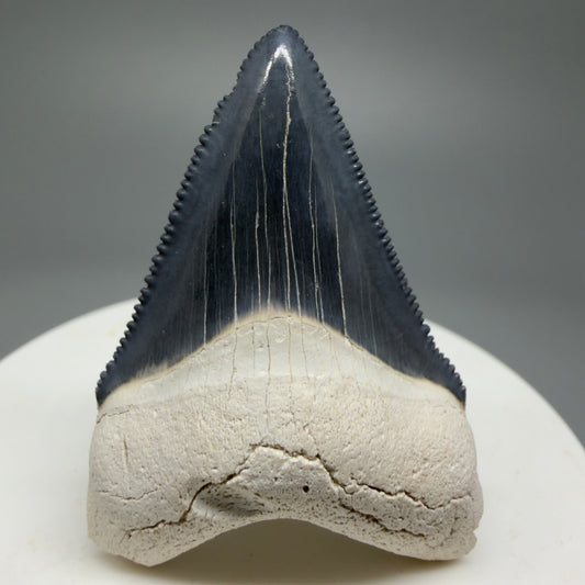 Gorgeous Colors 1.86" Fossil Megalodon Shark Tooth - Bone Valley, Florida CM5341 - Front