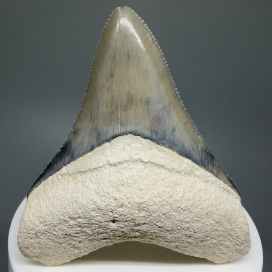 Gorgeous Colors, sharply serrated 2.61" Fossil Megalodon Shark Tooth - Bone Valley, Florida CM5333 - Front