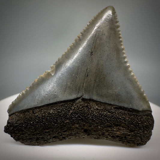 Gorgeous colors and prints 1.58" Fossil Great White Shark Tooth - South Carolina GW1221 - Front
