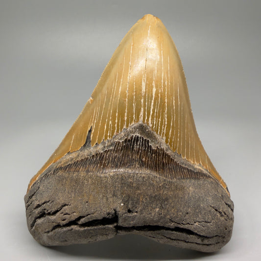 Great Shape Large 5.06" Fossil Megalodon Tooth - Wilmington North Carolina CM5367 - Front