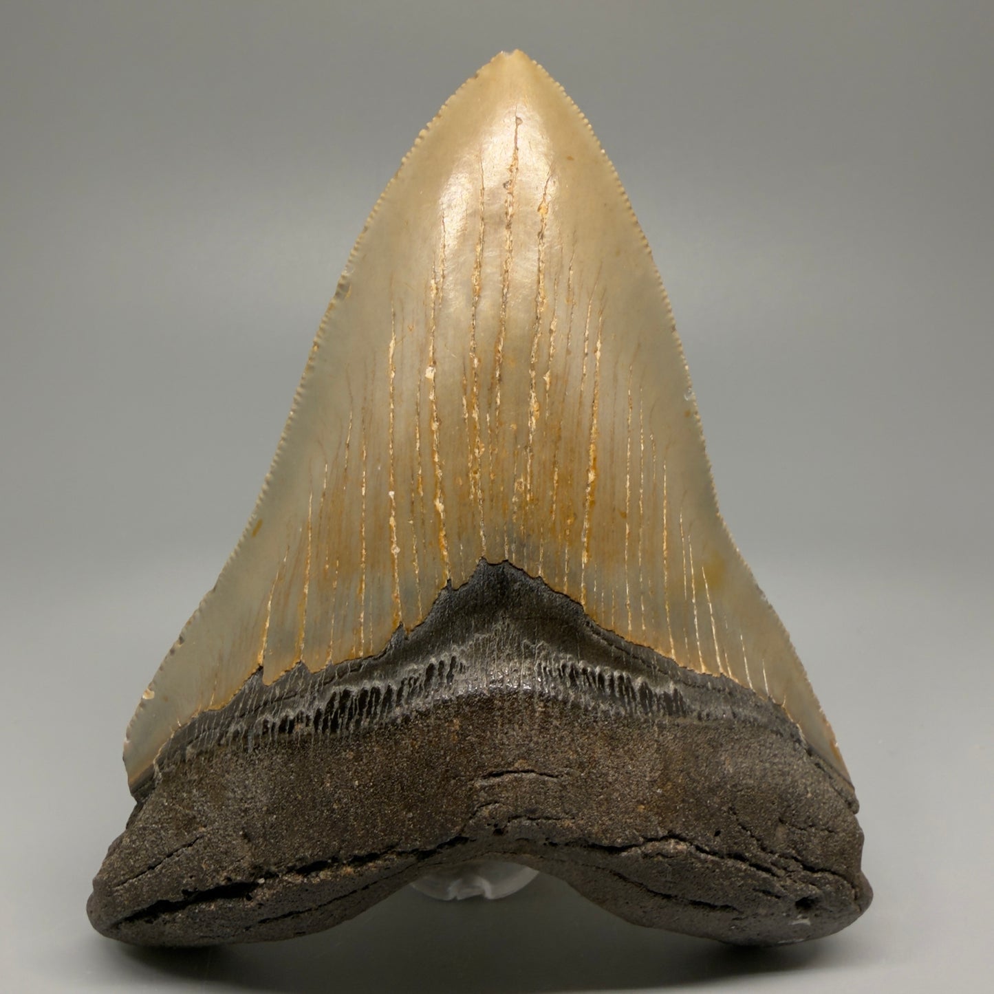 Great Shape Large 5.06" Fossil Megalodon Tooth - Wilmington North Carolina CM5368 - Front