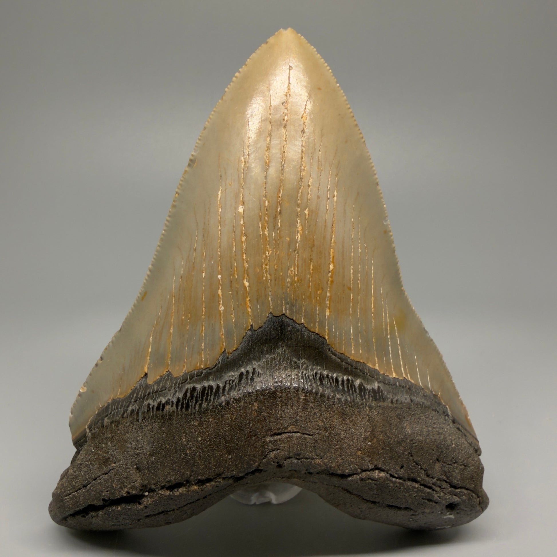 Great Shape Large 5.06" Fossil Megalodon Tooth - Wilmington North Carolina CM5368 - Front
