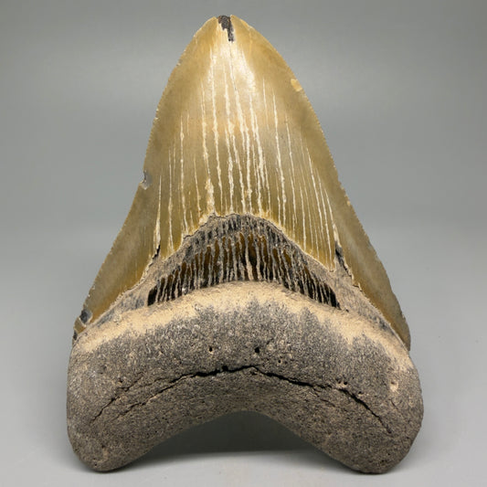 Great Shape Large 5.11" Fossil Megalodon Tooth - Wilmington North Carolina CM5370 - Front
