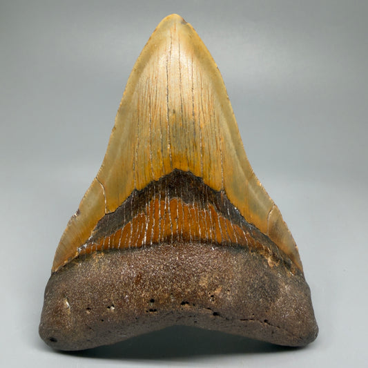 Great Shape Large 5.13" Fossil Megalodon Tooth - Wilmington North Carolina CM5369 - Front