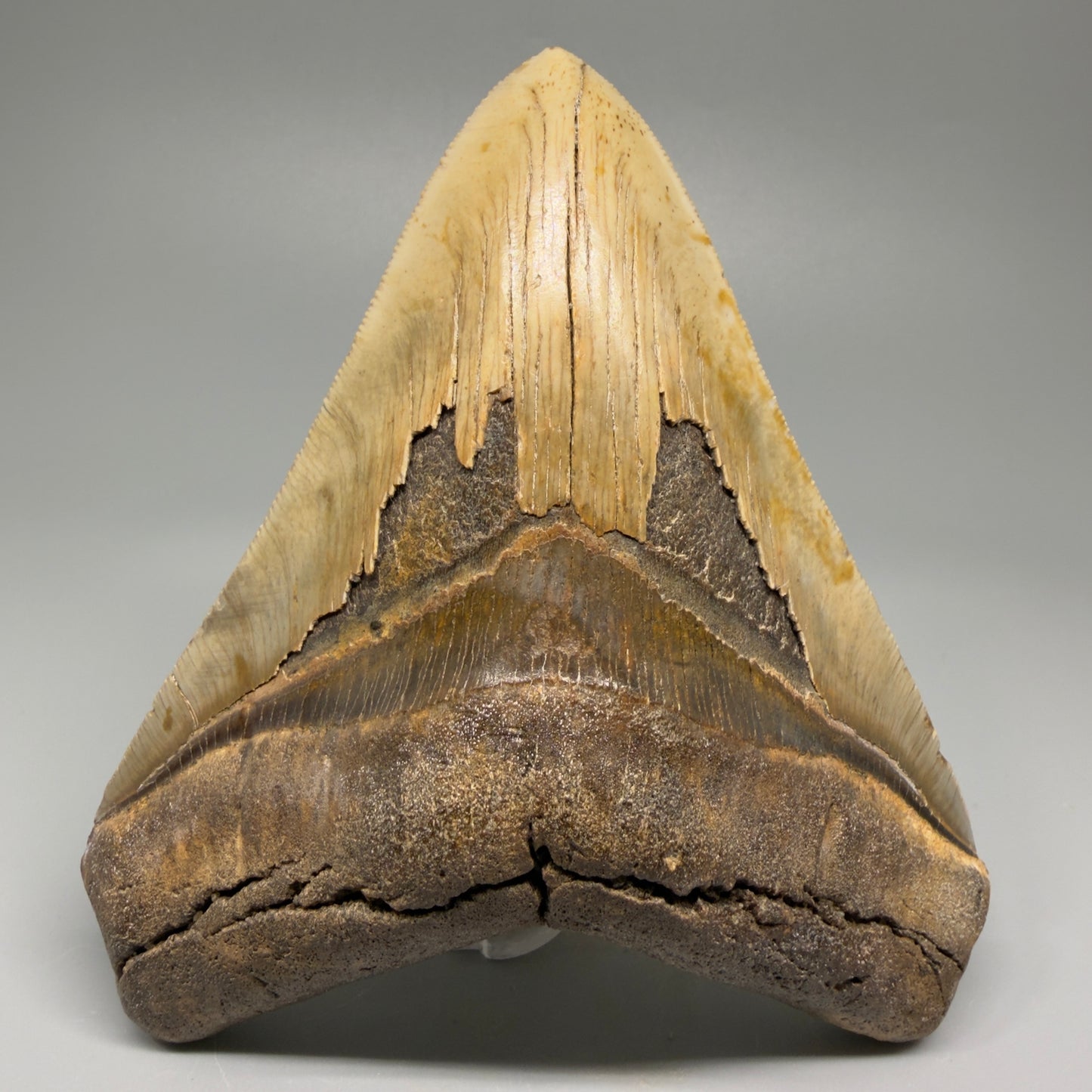 Great Shape Large 5.20" Fossil Megalodon Tooth - Wilmington North Carolina CM5371 - Front