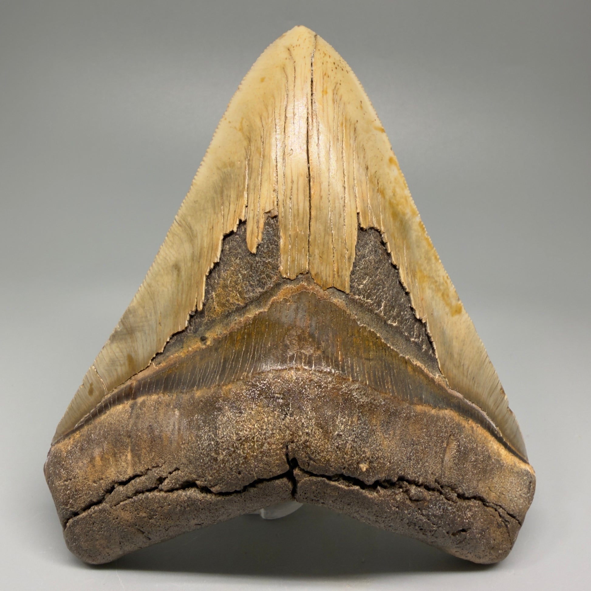 Great Shape Large 5.20" Fossil Megalodon Tooth - Wilmington North Carolina CM5371 - Front