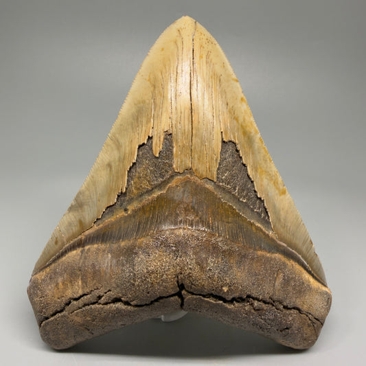 Great Shape Large 5.20" Fossil Megalodon Tooth - Wilmington North Carolina CM5371 - Front