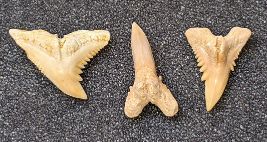 Hemipristis curvatus - Extinct Snaggletooth Shark