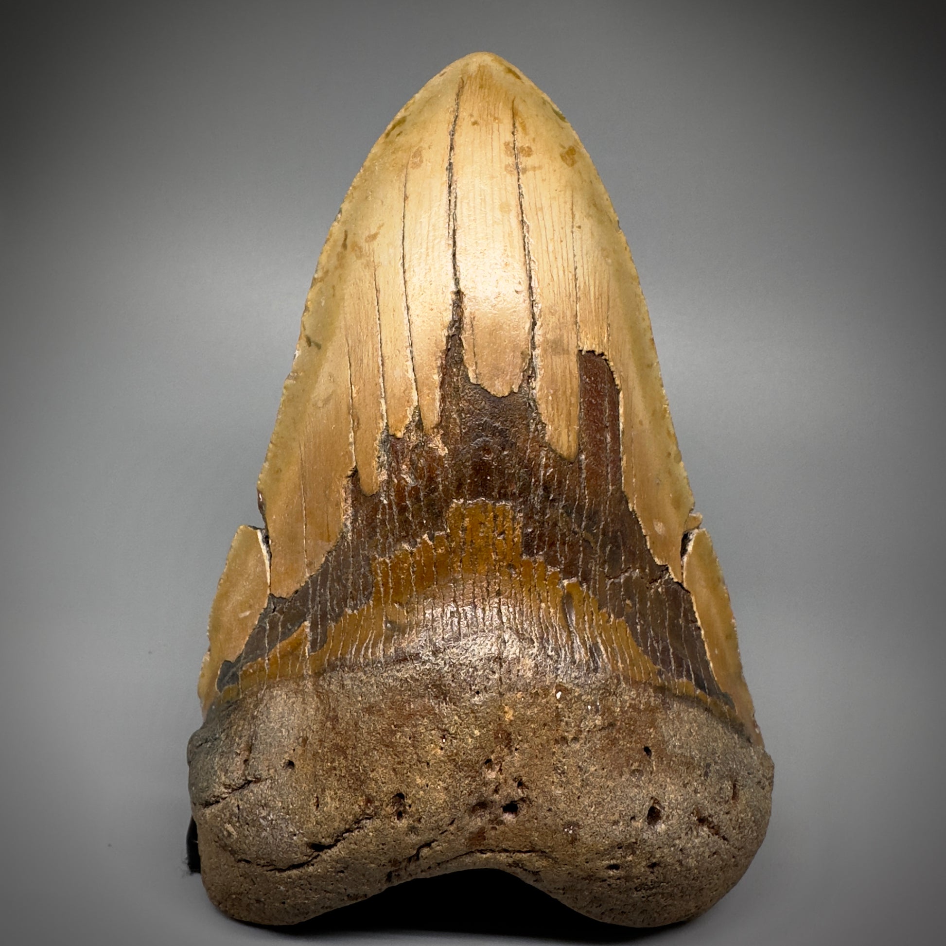 HUGE 6.15" Fossil Megalodon Shark Tooth - Wilmington North Carolina CM5304 - Front 