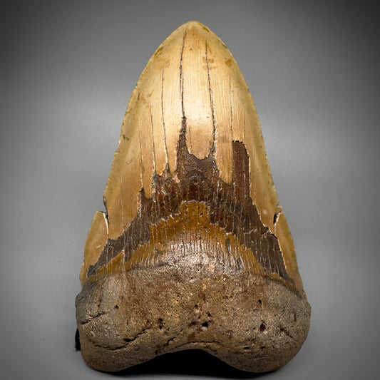 HUGE 6.15" Fossil Megalodon Shark Tooth - Wilmington North Carolina CM5304 - Front 