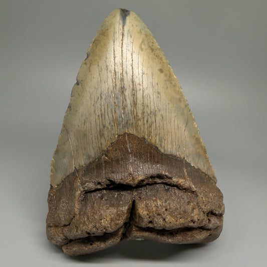 HUGE 6.24" Fossil Megalodon Shark Tooth - Wilmington North Carolina CM5379 - Front 