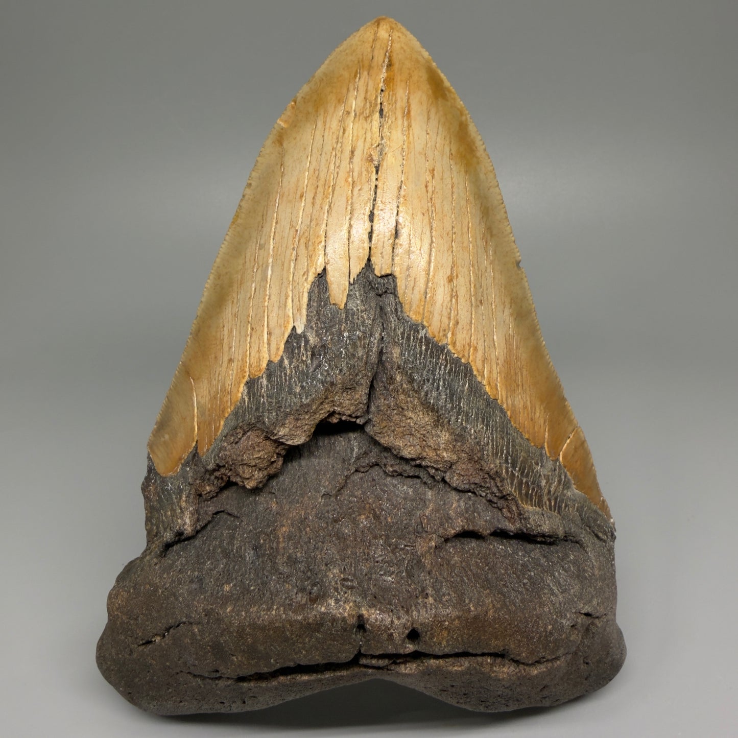 HUGE 6.26" Fossil Megalodon Shark Tooth - Wilmington North Carolina CM5380 - Front