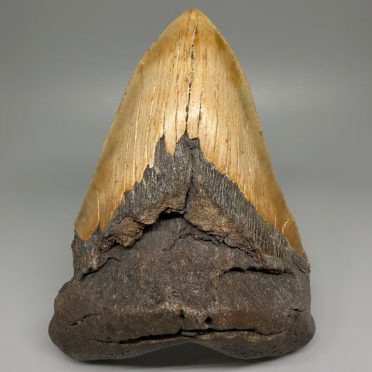 HUGE 6.26" Fossil Megalodon Shark Tooth - Wilmington North Carolina CM5380 - Front